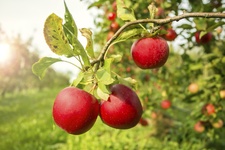 Apples. iStock_000059049736_XXXLarge.jpg